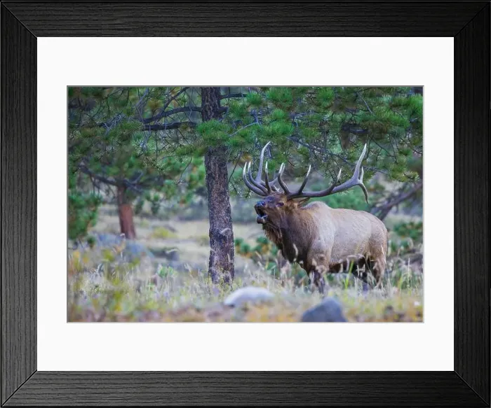 Framed Print : Bull elk bugling in the Rocky Mountains, Colorado, USA Framed Print : Bull elk bugling in the Rocky Mountains, Colorado, USA