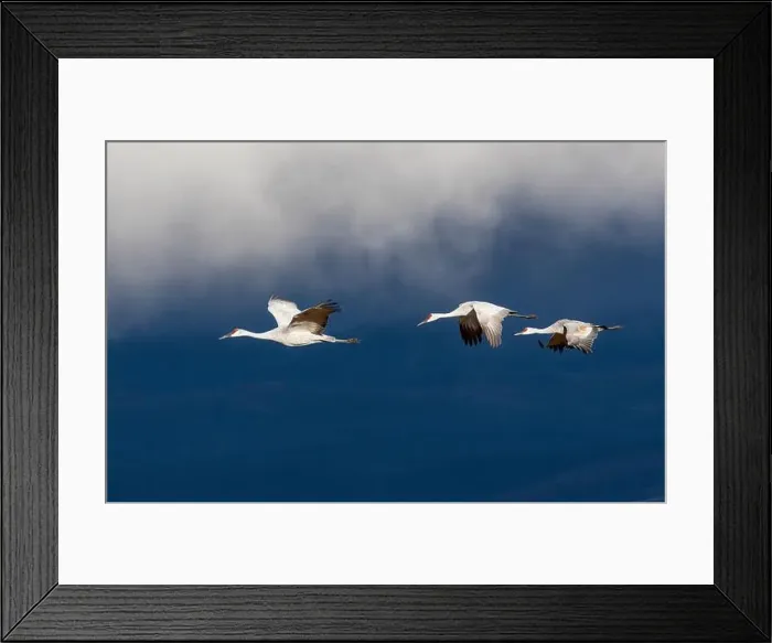 Framed Print : USA, New Mexico. Bosque Del Apache National Wildlife Refuge, sandhill crane in flight Framed Print : USA, New Mexico. Bosque Del Apache National Wildlife Refuge, sandhill crane in flight