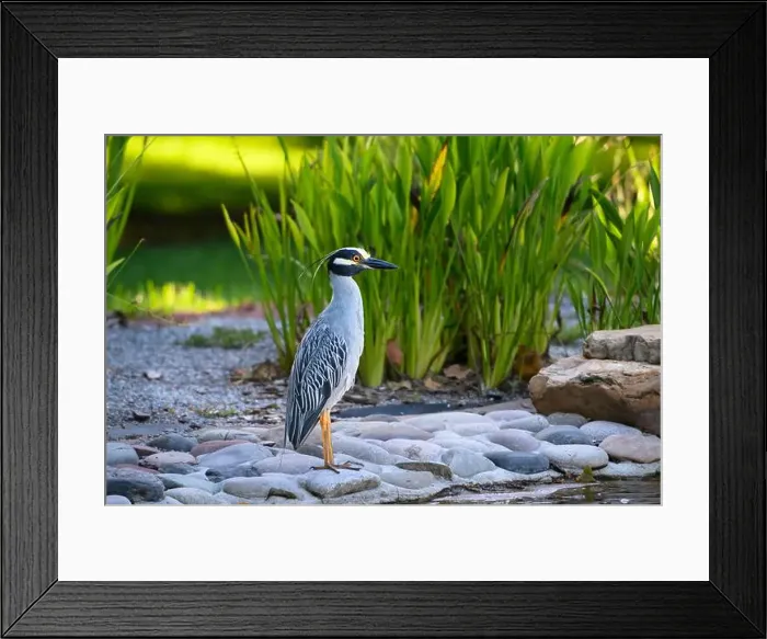 Framed Print : Yellow-crowned night heron standing majestic alongside a pond against green reeds Framed Print : Yellow-crowned night heron standing majestic alongside a pond against green reeds