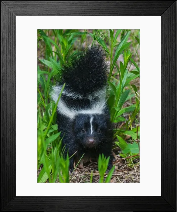 Framed Print : Striped skunk youngster near hiking trail, Montana, USA