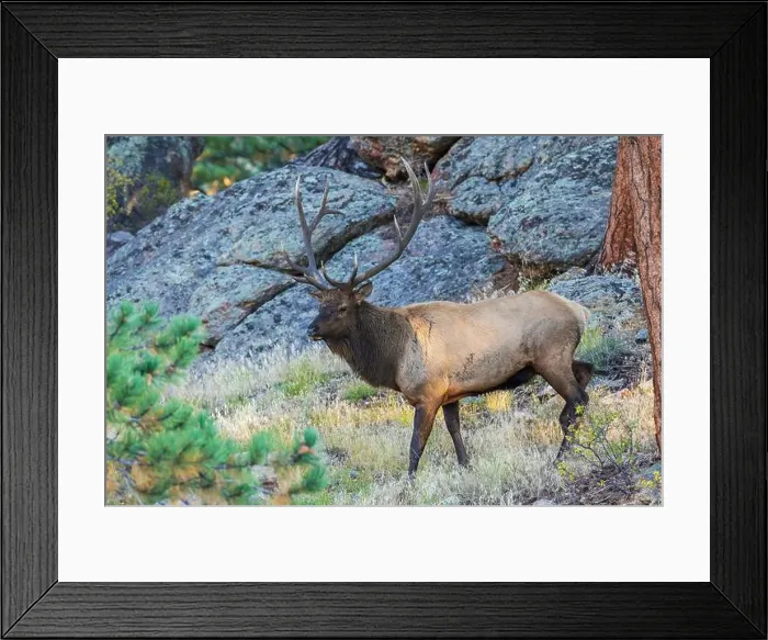 Framed Print : Bull elk scouting out the nearby montane meadow for prospective cows in the Rocky Mountains, Colorado, USA Framed Print : Bull elk scouting out the nearby montane meadow for prospective cows in the Rocky Mountains, Colorado, USA