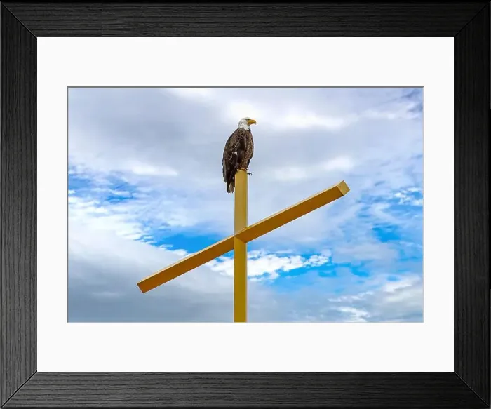 Framed Print : An American Bald Eagle (Haliaeetus leucocephalus) perched on top a gold church cross in Minneapolis, Minnesota