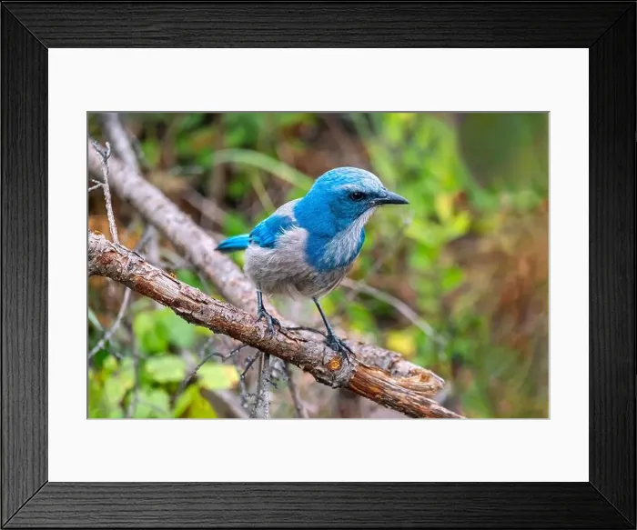 Framed Print : Florida scrub jay, Florida Framed Print : Florida scrub jay, Florida