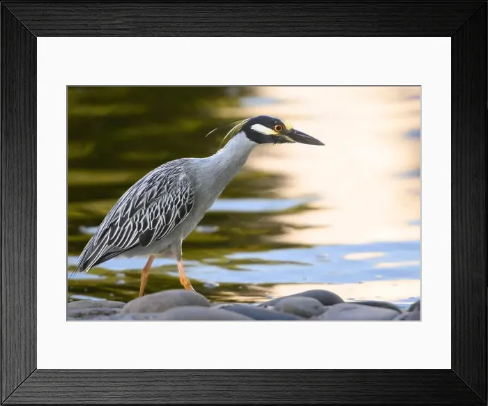 Framed Print : Yellow-crowned night heron stalking prey alongside a pond against golden light reflected Framed Print : Yellow-crowned night heron stalking prey alongside a pond against golden light reflected