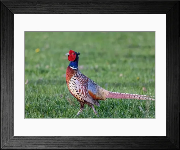 Framed Print : Male Pheasant at the Ninepipe National Wildlife Refuge near Ronan, Montana, USA Framed Print : Male Pheasant at the Ninepipe National Wildlife Refuge near Ronan, Montana, USA