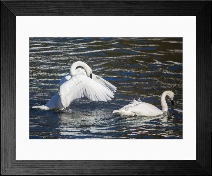 Framed Print : Yellowstone National Park, Yellowstone River Framed Print : Yellowstone National Park, Yellowstone River