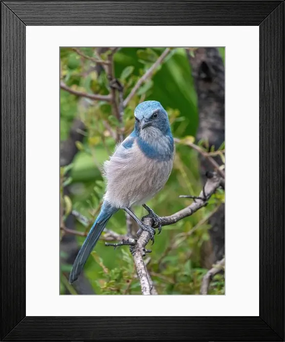 Framed Print : Florida scrub jay, Florida Framed Print : Florida scrub jay, Florida
