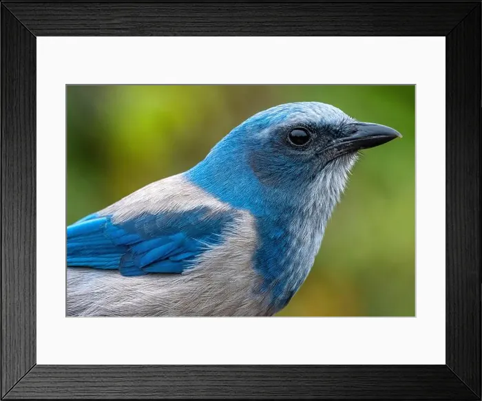 Framed Print : Florida scrub jay, Florida Framed Print : Florida scrub jay, Florida