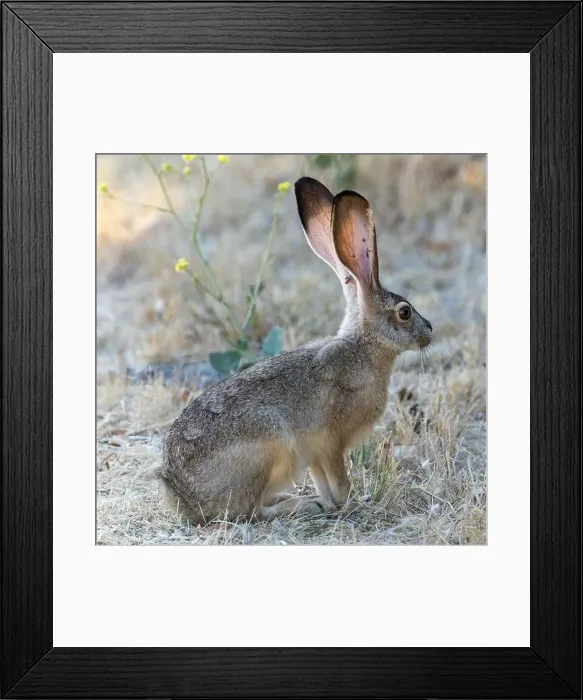 Framed Print : An Alert Black-tailed Jackrabbit with Ticks. Shoreline Lake and Park, Santa Clara County, California, USA Framed Print : An Alert Black-tailed Jackrabbit with Ticks. Shoreline Lake and Park, Santa Clara County, California, USA