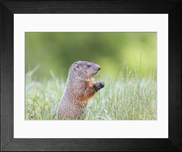 Framed Print : Groundhog (Marmota monax) in Chesapeake and Ohio Canal National Historical Park. Maryland. USA Framed Print : Groundhog (Marmota monax) in Chesapeake and Ohio Canal National Historical Park. Maryland. USA