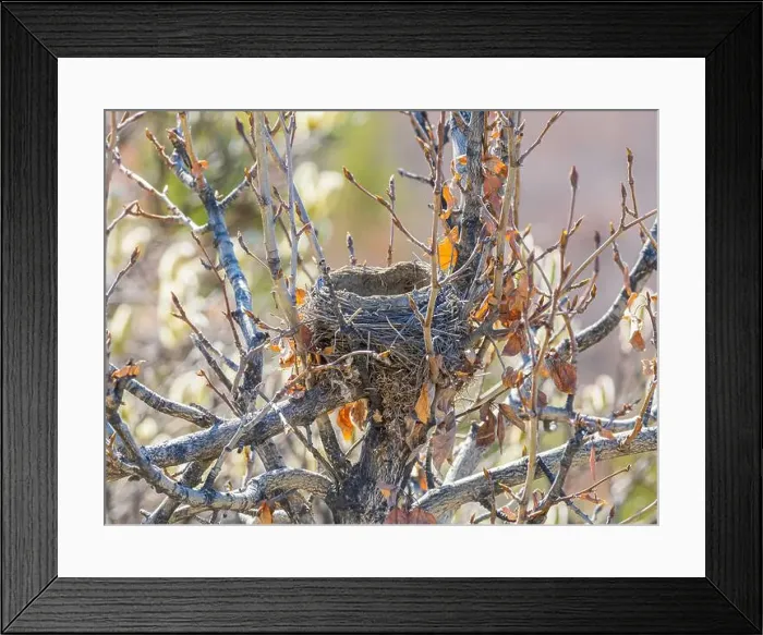 Framed Print : Empty Bird's Nest Nestled in the Alder in Denali National Park Framed Print : Empty Bird's Nest Nestled in the Alder in Denali National Park