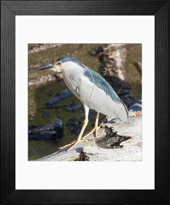 Framed Print : Adult, Black-crowned Night-Heron foraging. Stevens Creek Reservoir, Santa Clara County, California, USA Framed Print : Adult, Black-crowned Night-Heron foraging. Stevens Creek Reservoir, Santa Clara County, California, USA