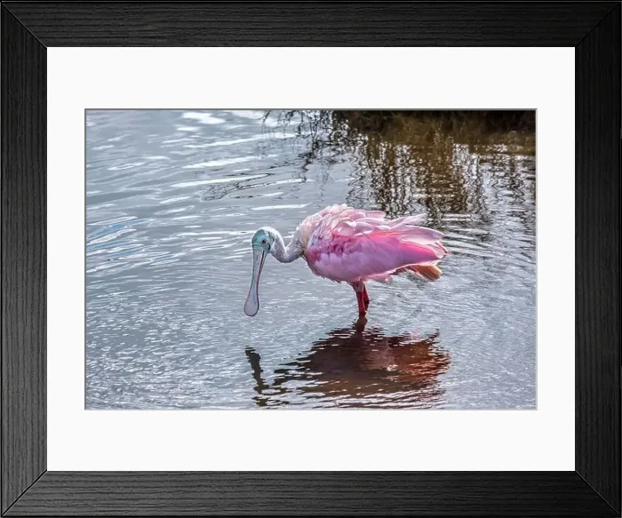 Framed Print : Roseate Spoonbill wading in marsh, Florida Framed Print : Roseate Spoonbill wading in marsh, Florida