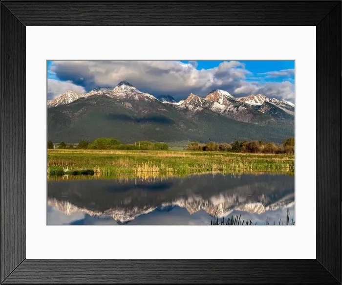 Framed Print : Nesting Pair of Trumpeter swans at the Ninepipe National Wildlife Refuge near Ronan, Montana, USA Framed Print : Nesting Pair of Trumpeter swans at the Ninepipe National Wildlife Refuge near Ronan, Montana, USA