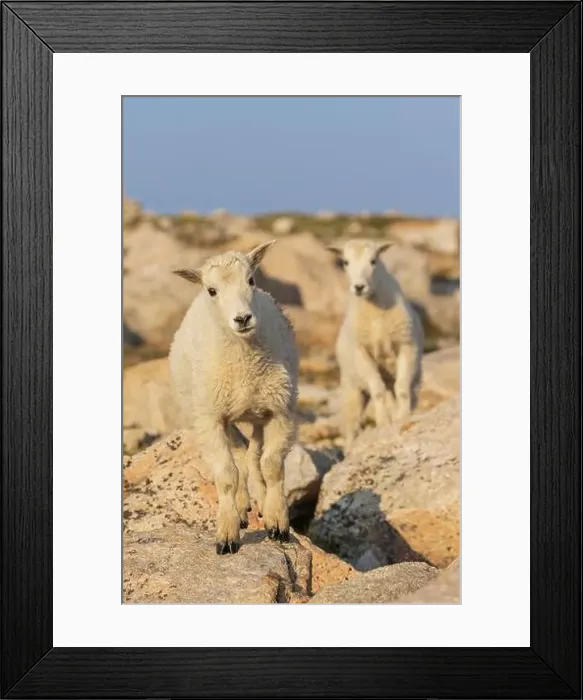 Framed Print : Curious mountain kid, Colorado alpine country, USA Framed Print : Curious mountain kid, Colorado alpine country, USA