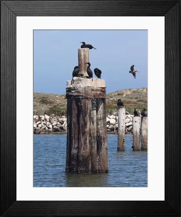 Framed Print : Moss Landing, CA, USA: 19 June 2024. Cormorants throng the old wooden piers at Elkhorn Slough Framed Print : Moss Landing, CA, USA: 19 June 2024. Cormorants throng the old wooden piers at Elkhorn Slough