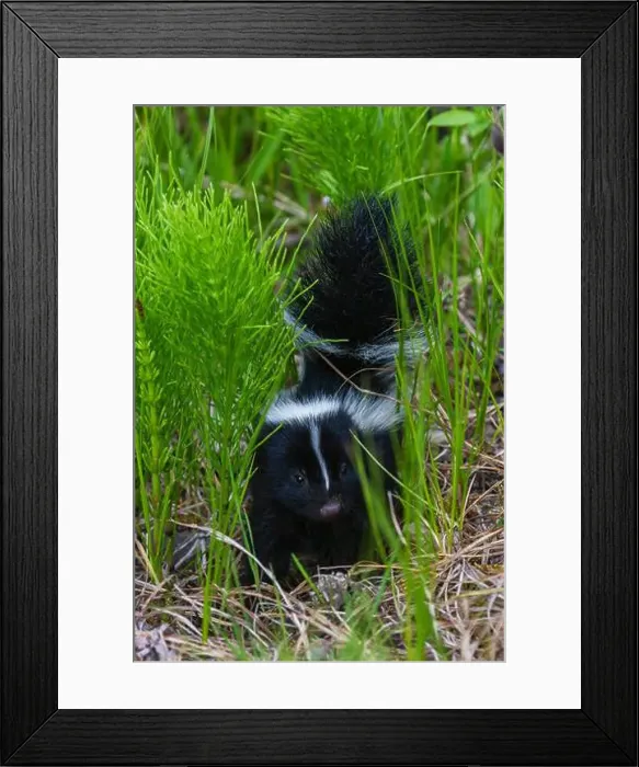 Framed Print : Striped skunk youngster near hiking trail, Montana, USA Framed Print : Striped skunk youngster near hiking trail, Montana, USA