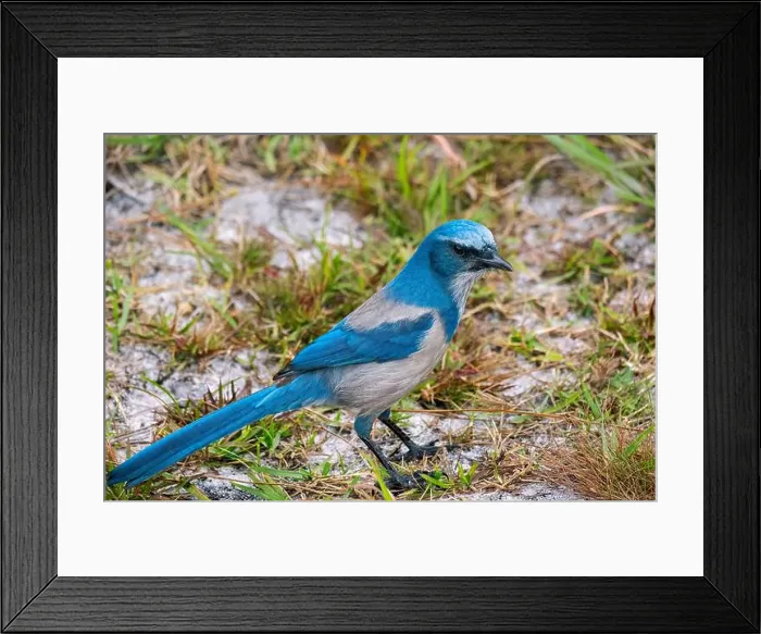 Framed Print : Florida scrub jay, Florida Framed Print : Florida scrub jay, Florida