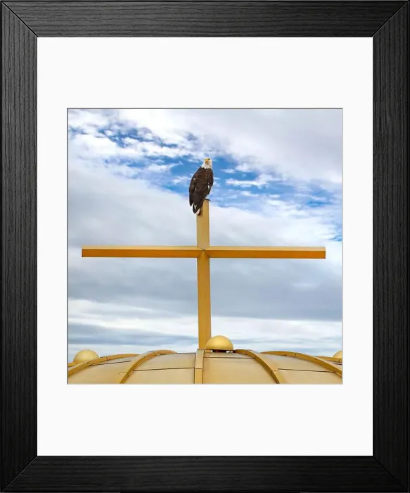 Framed Print : An American Bald Eagle (Haliaeetus leucocephalus) perched on a gold church cross and golden dome in Minneapolis Framed Print : An American Bald Eagle (Haliaeetus leucocephalus) perched on a gold church cross and golden dome in Minneapolis