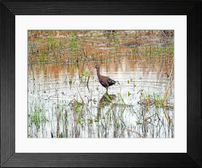 Framed Print : Non Breeding White Faced Ibis in a Wetland in Anahuac National Wildlife Refuge in Texas