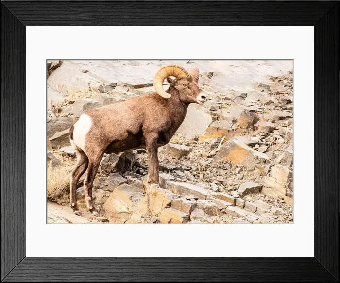 Framed Print : Colorado. Big horn sheep Framed Print : Colorado. Big horn sheep