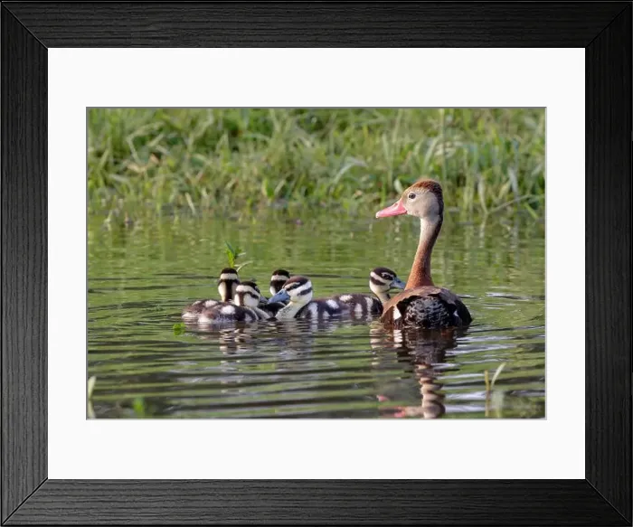 Framed Print : Black-bellied whistling ducks (Dendrocygna autumnalis) female with ducklings, Houston area, Texas, USA Framed Print : Black-bellied whistling ducks (Dendrocygna autumnalis) female with ducklings, Houston area, Texas, USA