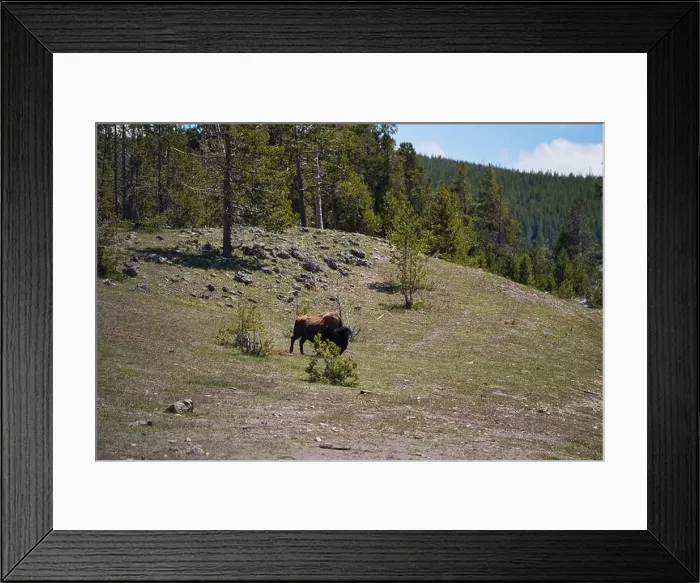Framed Print : Bison in the meadow in Yellowstone national Park in Wyoming, USA Framed Print : Bison in the meadow in Yellowstone national Park in Wyoming, USA
