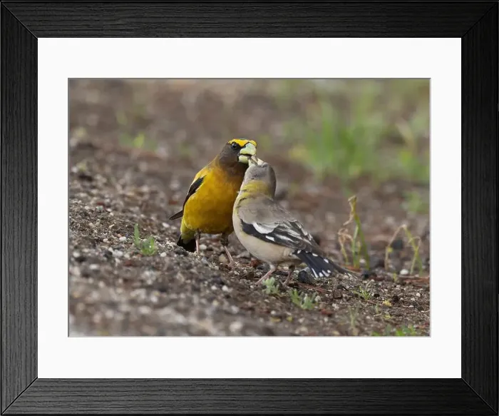 Framed Print : A pair of Evening Grosbeaks (Coccothraustes vespertinus) Framed Print : A pair of Evening Grosbeaks (Coccothraustes vespertinus)