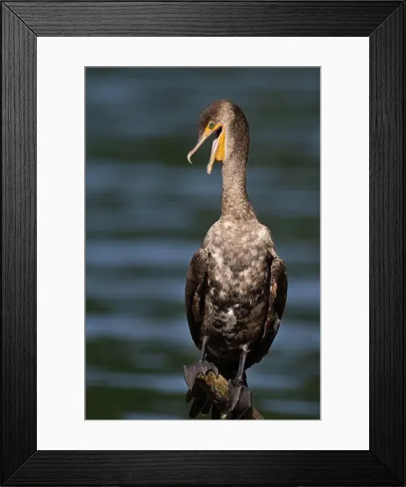 Framed Print : A young double-crested cormorant Framed Print : A young double-crested cormorant