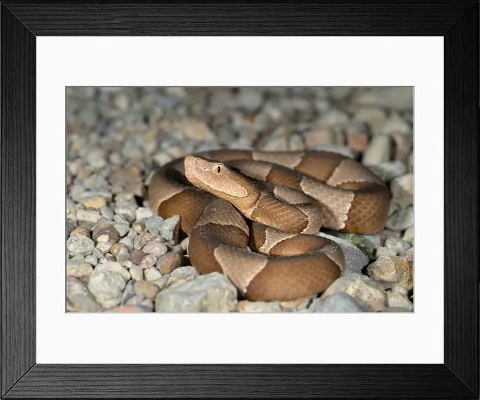 Framed Print : Broad-banded copperhead (Agkistrodon laticinctus), Bastrop County, Texas, USA Framed Print : Broad-banded copperhead (Agkistrodon laticinctus), Bastrop County, Texas, USA