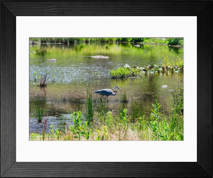 Framed Print : Great Blue Heron Spots a Fish, Gettysburg PA USA Framed Print : Great Blue Heron Spots a Fish, Gettysburg PA USA