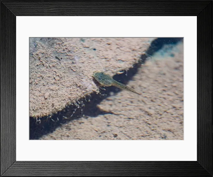 Framed Print : Canyon Treefrog tadpole (Hyla arenicolor) Framed Print : Canyon Treefrog tadpole (Hyla arenicolor)