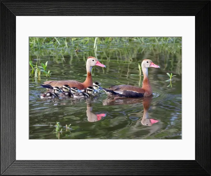 Framed Print : Black-bellied whistling ducks (Dendrocygna autumnalis) family with dusklings, Houston area, Texas, USA Framed Print : Black-bellied whistling ducks (Dendrocygna autumnalis) family with dusklings, Houston area, Texas, USA