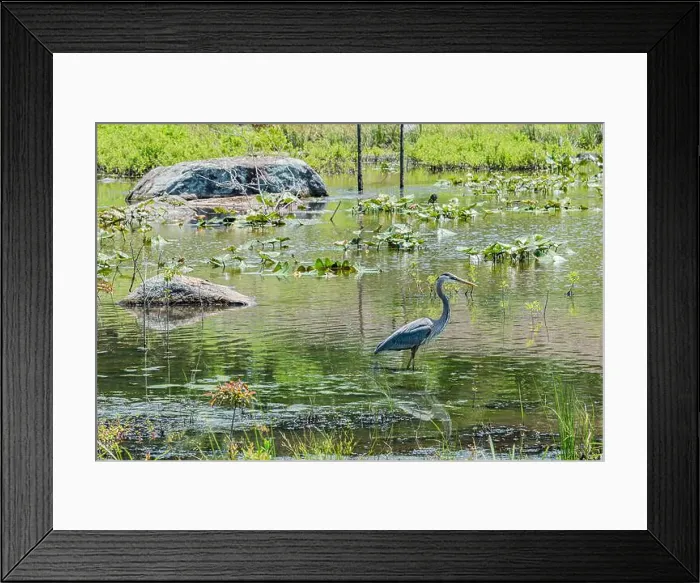 Framed Print : Great Blue Heron on a Fishing Excursion, Gettysburg PA USA Framed Print : Great Blue Heron on a Fishing Excursion, Gettysburg PA USA