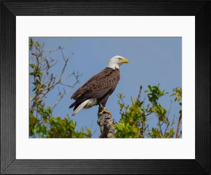 Framed Print : Bald Eagle perched on a tree branch Framed Print : Bald Eagle perched on a tree branch
