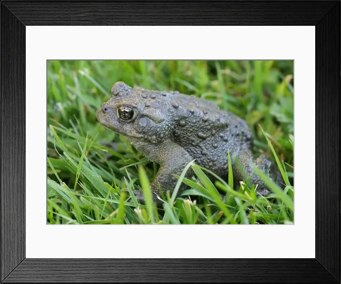 Framed Print : Detailed closeup on an adult Western toad, Anaxyrus or Bufo boreas sitting on the grass Framed Print : Detailed closeup on an adult Western toad, Anaxyrus or Bufo boreas sitting on the grass