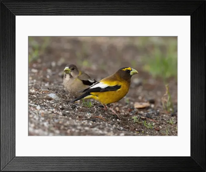 Framed Print : Evening Grosbeak pair (Coccothraustes vespertinus), Sierra County California Framed Print : Evening Grosbeak pair (Coccothraustes vespertinus), Sierra County California