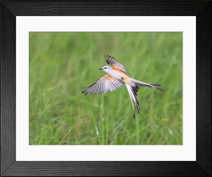 Framed Print : Scissor-tailed flycatcher (Tyrannus forficatus) flying over coastal wetlands, Galveston, Texas, USA Framed Print : Scissor-tailed flycatcher (Tyrannus forficatus) flying over coastal wetlands, Galveston, Texas, USA