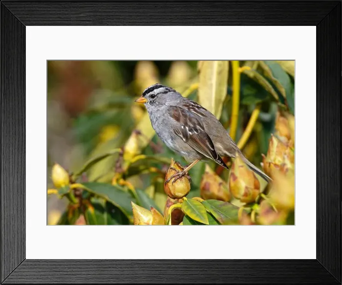 Framed Print : A white-crowned sparrow perched on a bush in Blaine, WA, USA