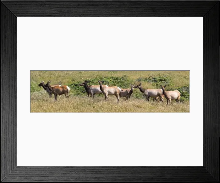 Framed Print : Tule Elk Cow Herd at Tomales Point, Point Reyes National Seashore, California Framed Print : Tule Elk Cow Herd at Tomales Point, Point Reyes National Seashore, California