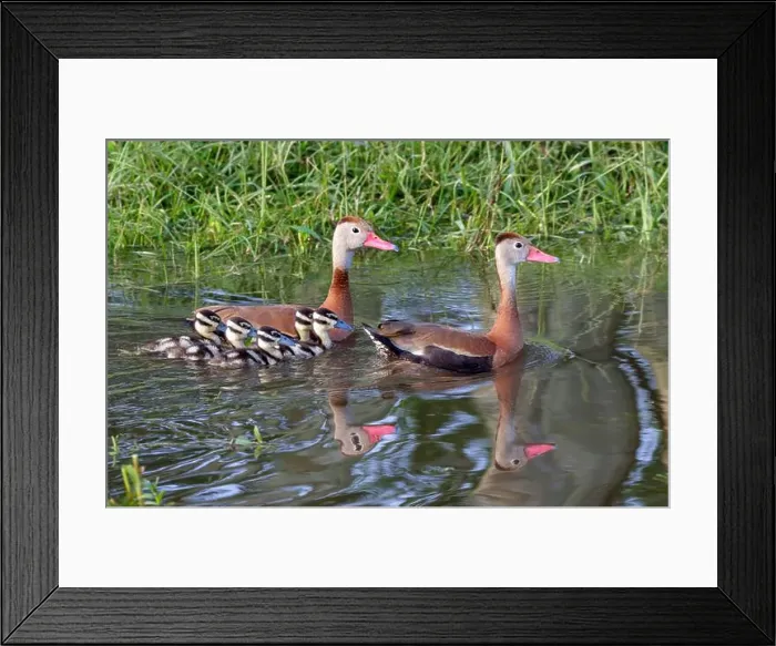 Framed Print : Black-bellied whistling ducks (Dendrocygna autumnalis) family with ducklings, Houston area, Texas, USA Framed Print : Black-bellied whistling ducks (Dendrocygna autumnalis) family with ducklings, Houston area, Texas, USA