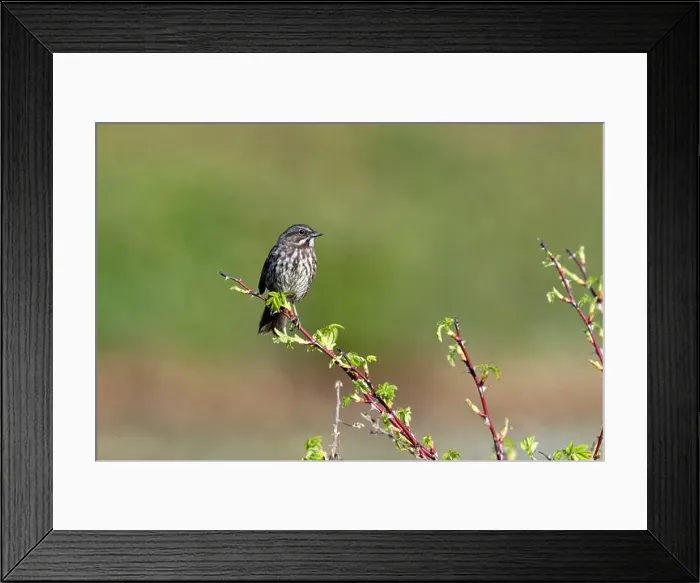 Framed Print : A house finch perched on a branch in Blaine, WA, USA Framed Print : A house finch perched on a branch in Blaine, WA, USA