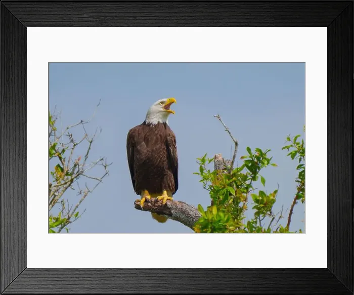 Framed Print : Bald Eagle perched on a tree branch Framed Print : Bald Eagle perched on a tree branch