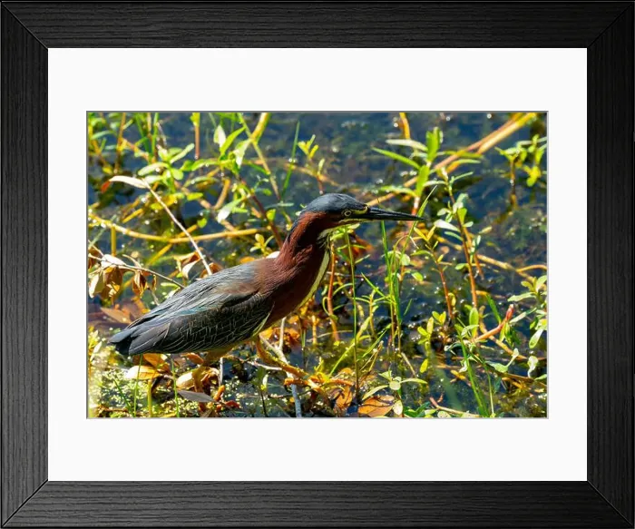 Framed Print : Green Heron searching for food, New Orleans city park, Louisiana, USA Framed Print : Green Heron searching for food, New Orleans city park, Louisiana, USA