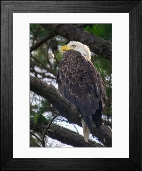 Framed Print : An American bald eagle resting in a tree along Jordan Lake, NC Framed Print : An American bald eagle resting in a tree along Jordan Lake, NC