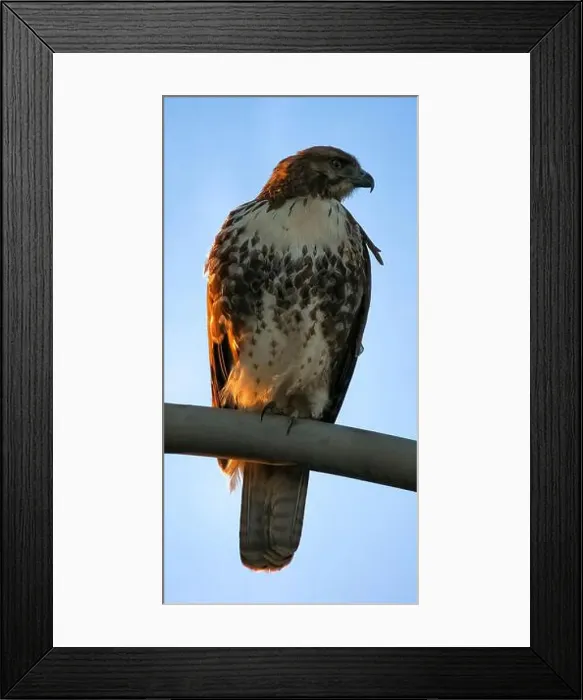 Framed Print : Red-tailed Hawk juvenile perched on a streetlamp post at sunset