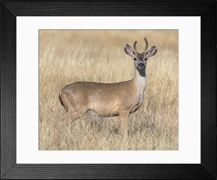 Framed Print : Black-tailed Deer Buck Grazing. Edgewood Park and Natural Preserve, San Mateo County, California, USA Framed Print : Black-tailed Deer Buck Grazing. Edgewood Park and Natural Preserve, San Mateo County, California, USA