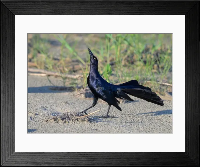 Framed Print : Great-tailed grackle (Quiscalus mexicanus) male displaying and calling at the ocean beach, Galveston, Texas, USA Framed Print : Great-tailed grackle (Quiscalus mexicanus) male displaying and calling at the ocean beach, Galveston, Texas, USA