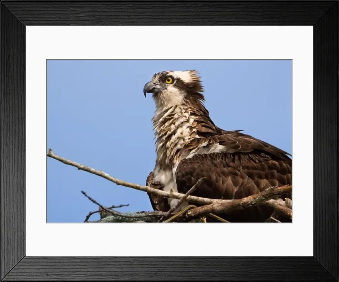 Framed Print : A femail osprey fluffing out her feathers and sitting on her nest Framed Print : A femail osprey fluffing out her feathers and sitting on her nest
