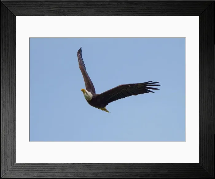 Framed Print : Bald Eagle flying Framed Print : Bald Eagle flying